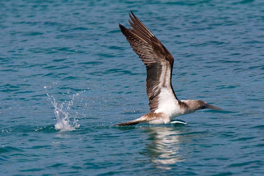 bluefootedbooby9