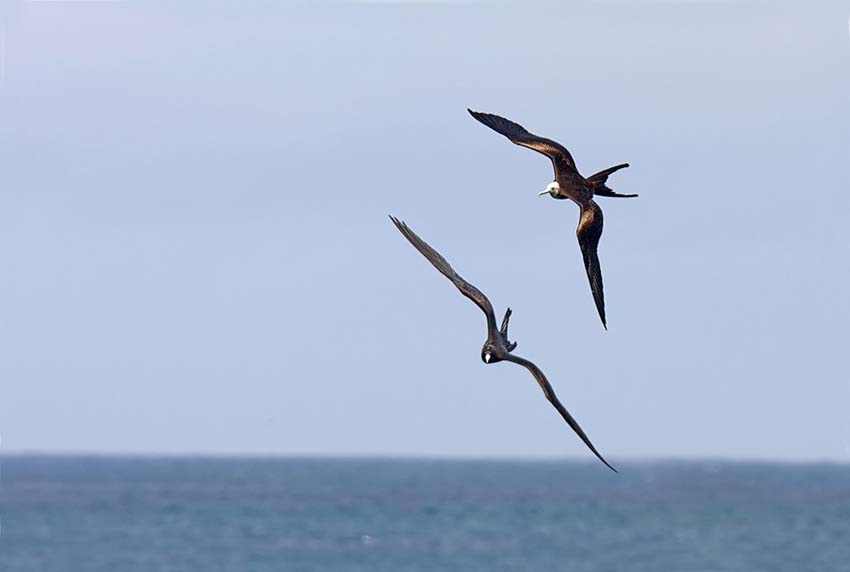 frigatebird05