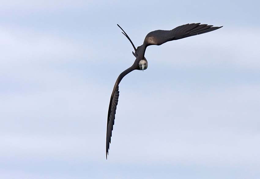 frigatebird15