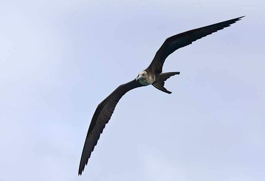 frigatebird16