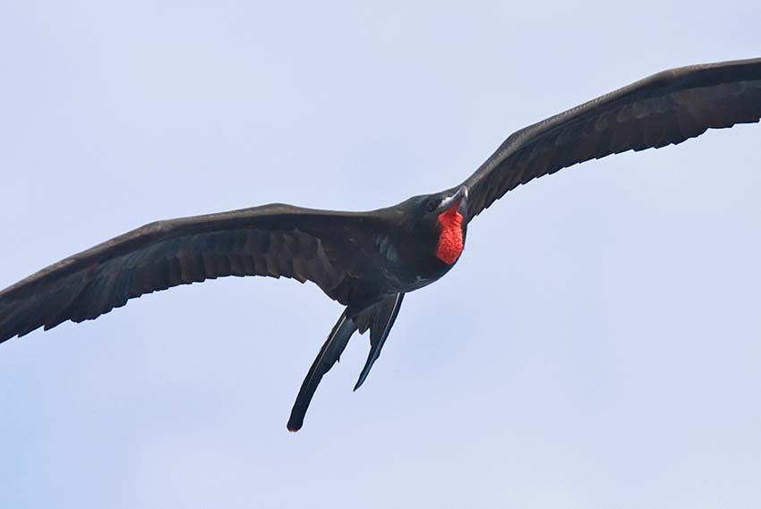 frigatebird24