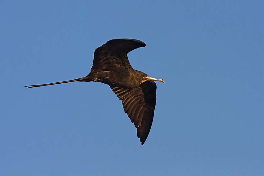 frigatebird27