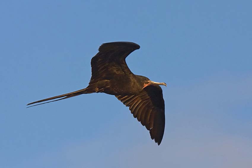 frigatebird28