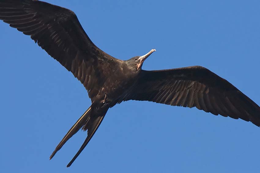 frigatebird30