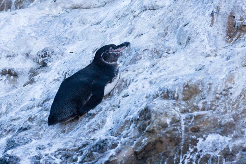 penguin1