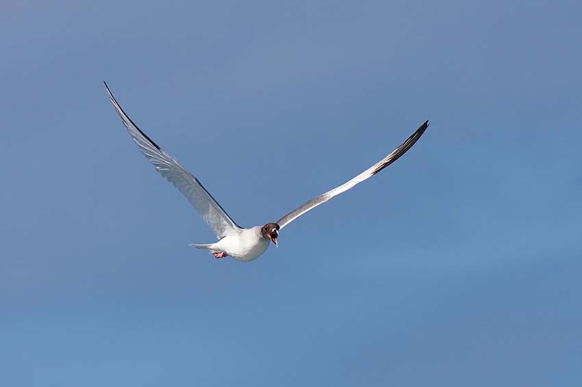 swallowtailedgull11