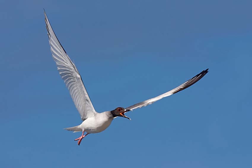 swallowtailedgull13