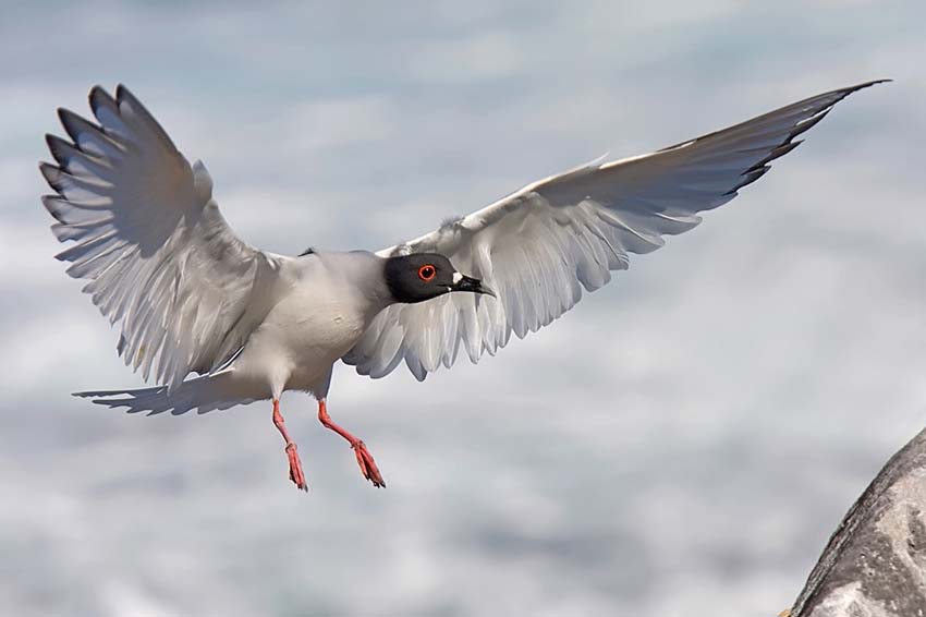 swallowtailedgull7
