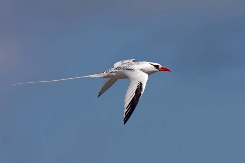 tropicbird14