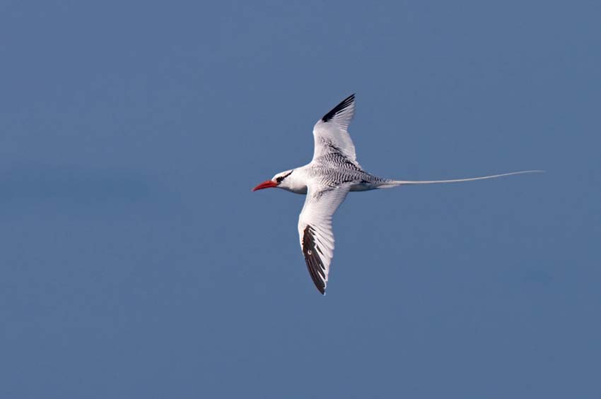 tropicbird2