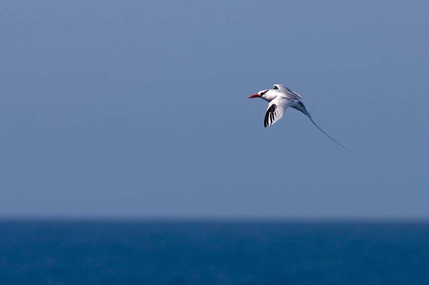 tropicbird3