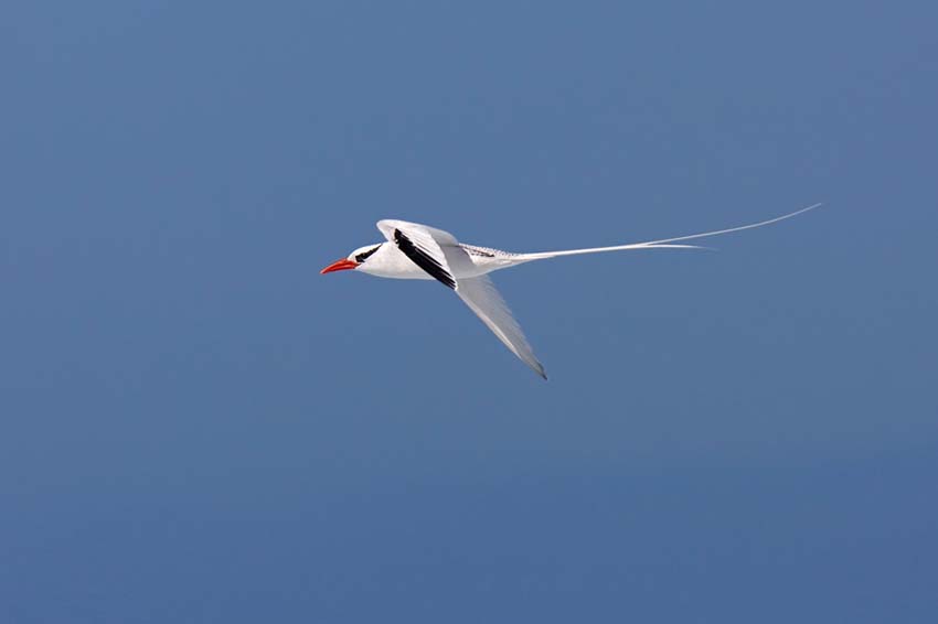 tropicbird7
