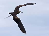 frigatebird14