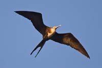 frigatebird21