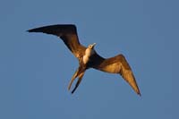 frigatebird22