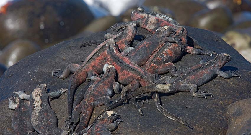 marineiguana12