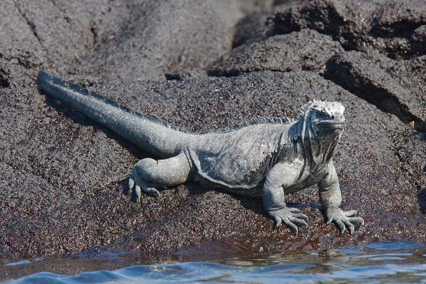 marineiguana19