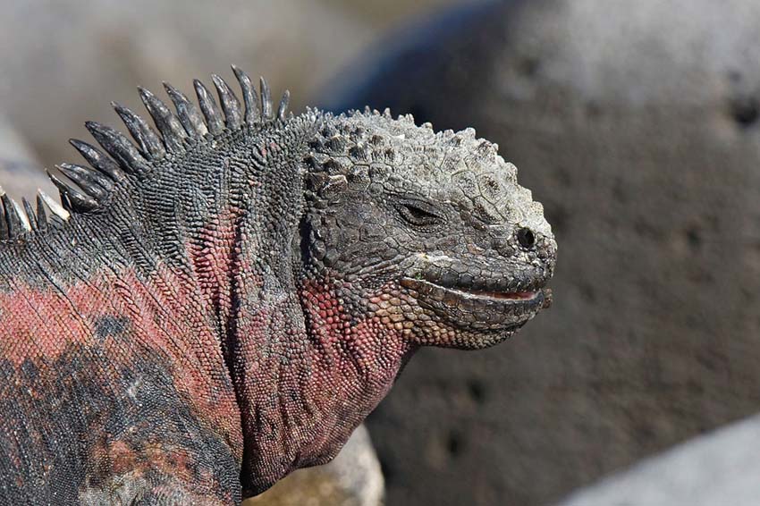 marineiguana2