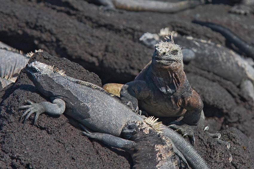 marineiguana25