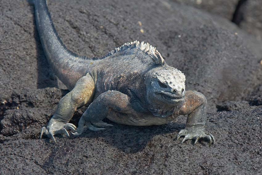 marineiguana27