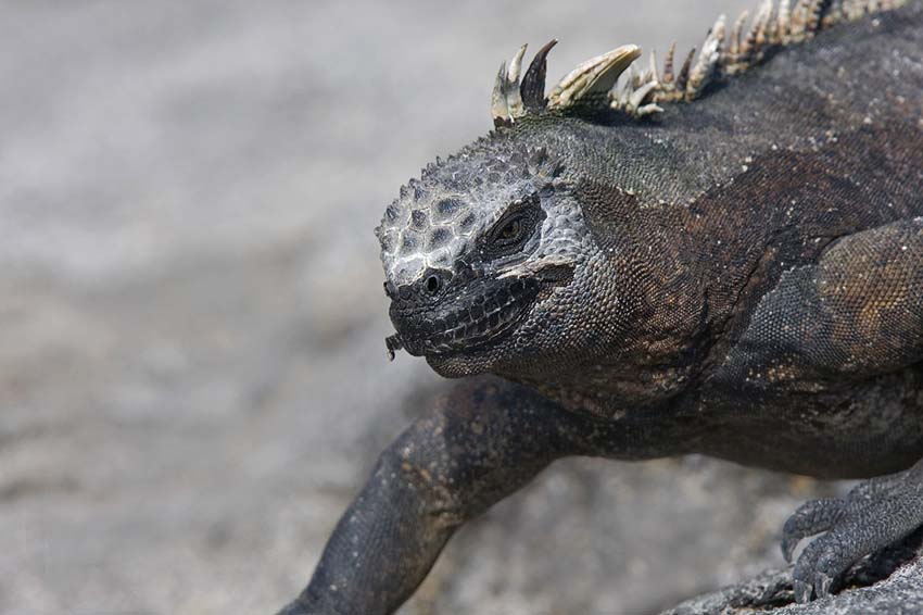 marineiguana33