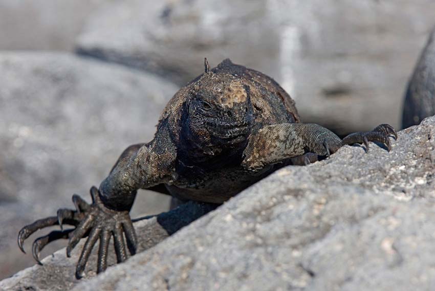marineiguana4