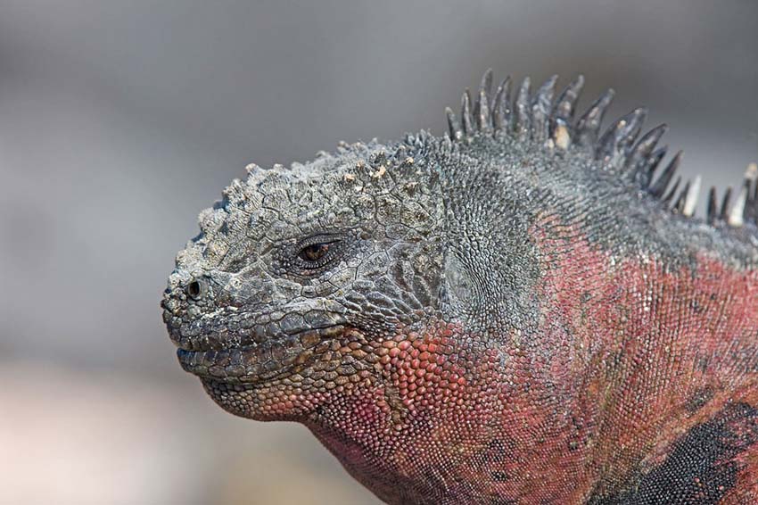 marineiguana6