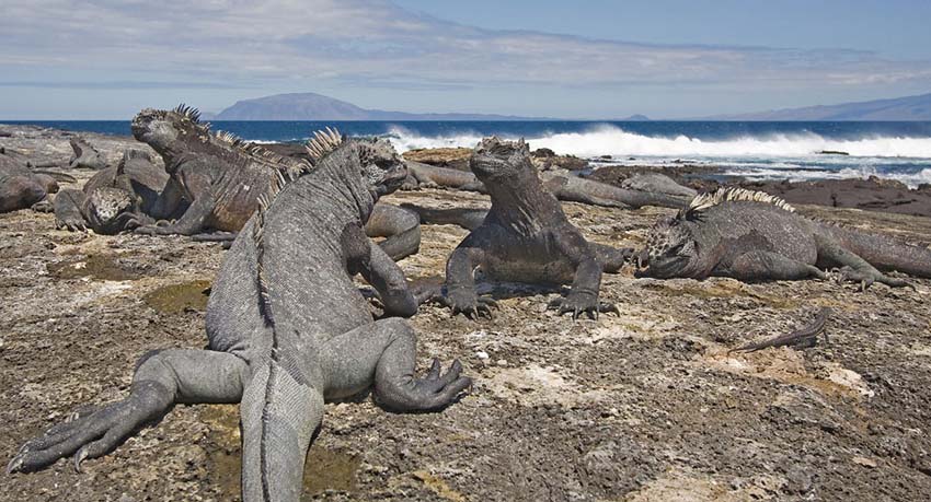 marineiguana64