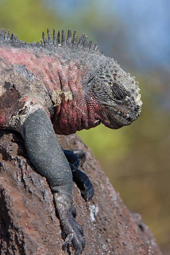 marineiguana9