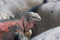 marineiguana1