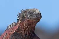 marineiguana11