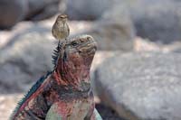 marineiguana17