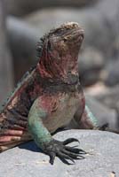 marineiguana18