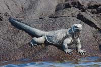 marineiguana19