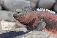 marineiguana1aa