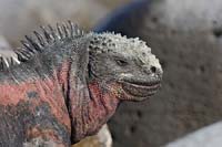 marineiguana2