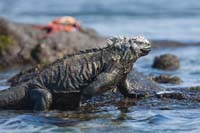 marineiguana22