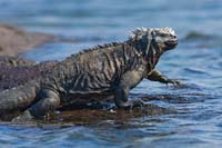 marineiguana23