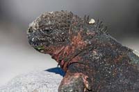 marineiguana3