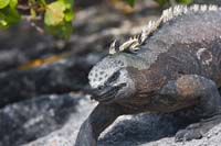 marineiguana32