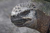 marineiguana34