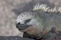 marineiguana35