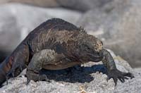 marineiguana5