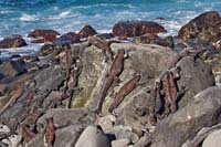 marineiguana53