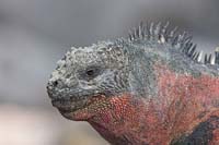 marineiguana6