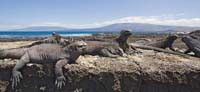 marineiguana61