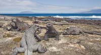 marineiguana63