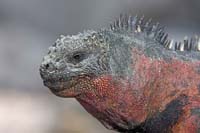 marineiguana7