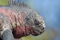 marineiguana8