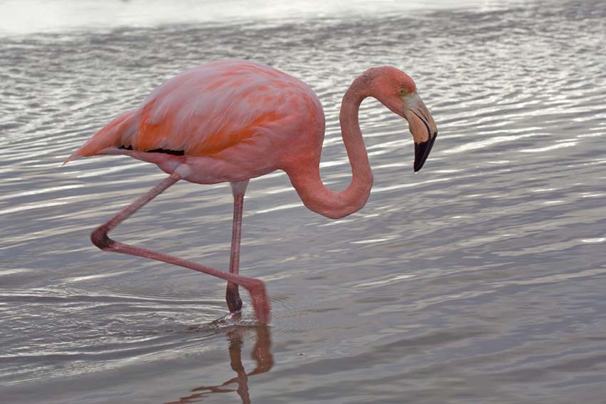 pinkflamingo2